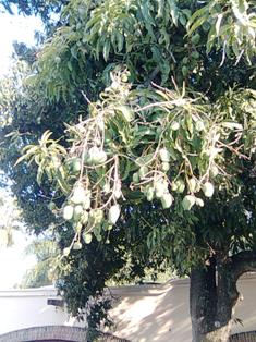 20090309232408-mango.jpg